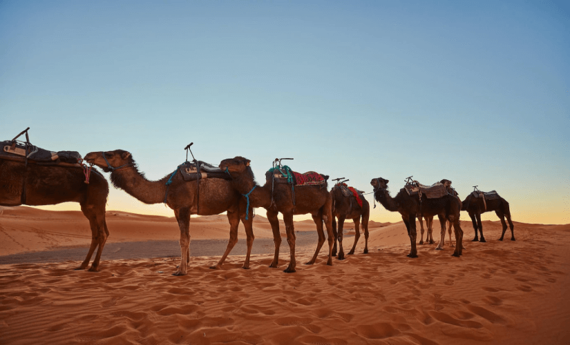 Караван верблюдов в Тунисе