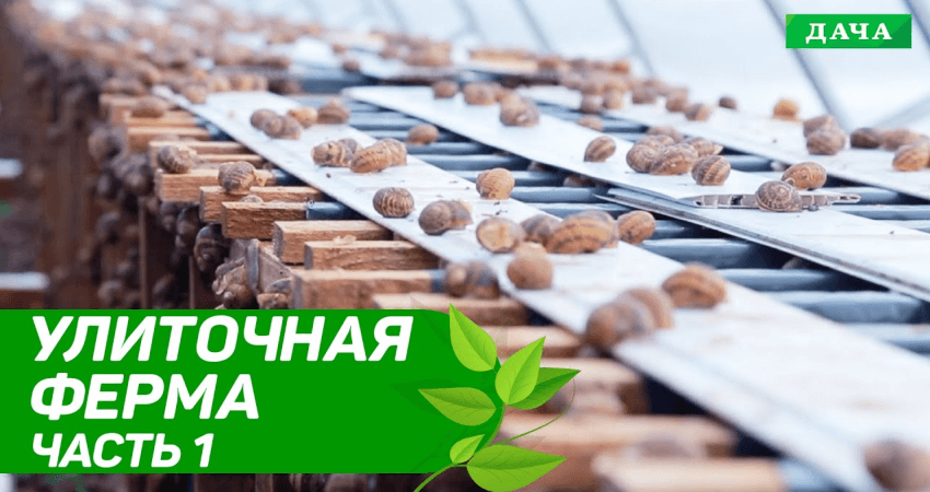 Удачный бизнес: Улиточная ферма в Украине