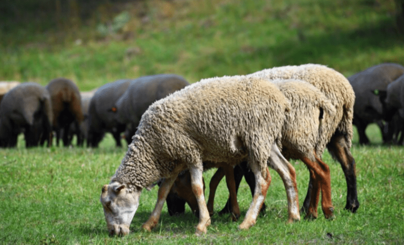 Овчарня для выращивания баранов 