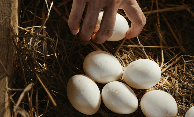 Бизнес на выращивании кур несушек и реализации яиц