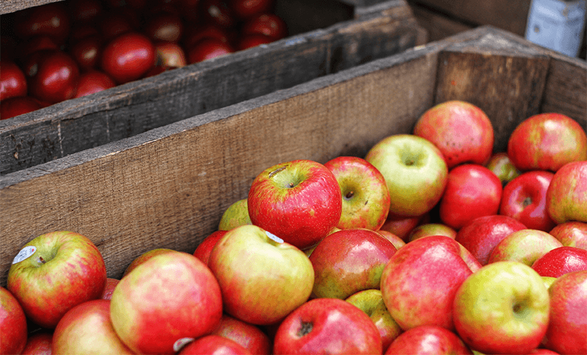 Бизнес на выращивании и переработке яблок в домашних условиях