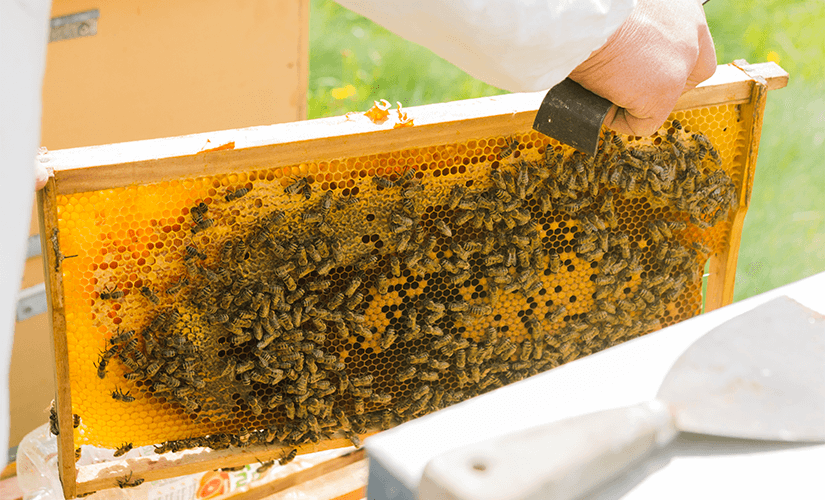 Как заработать на пчелином бизнесе