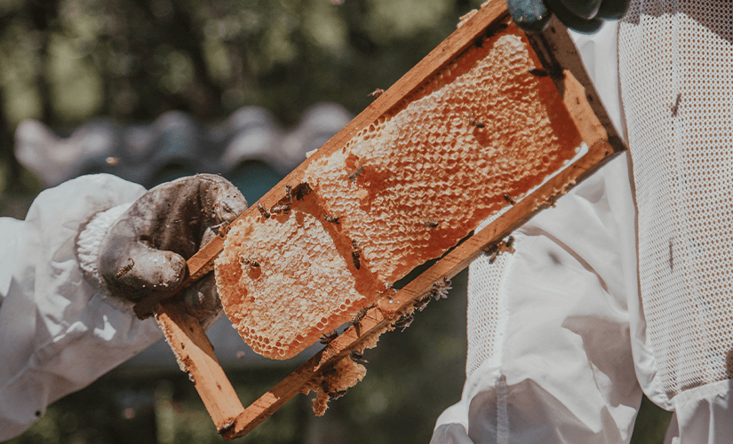 Как заработать на пчелах