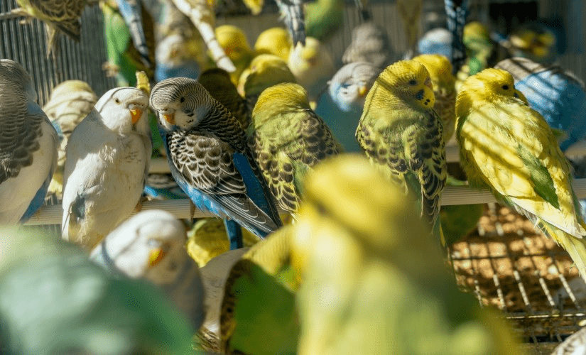 Разведение попугаев как бизнес 