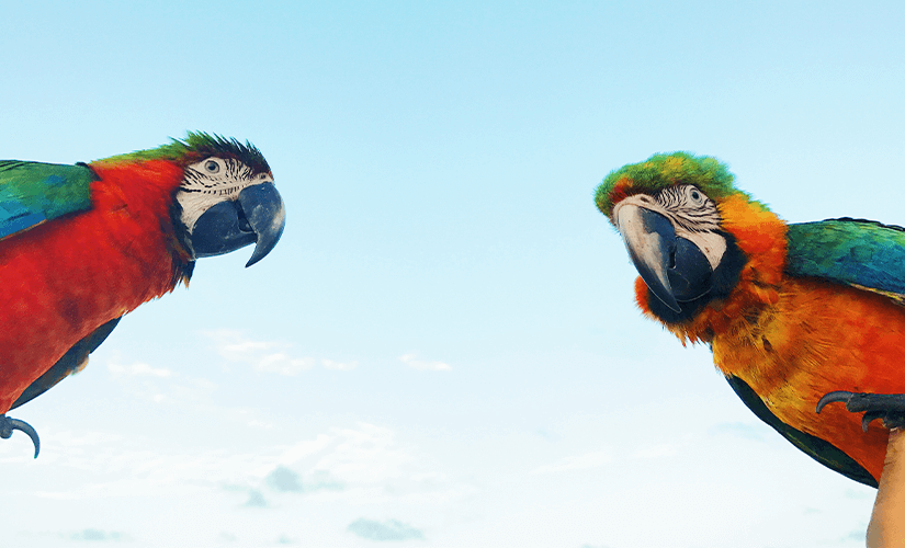 Как заработать на разведении попугаев