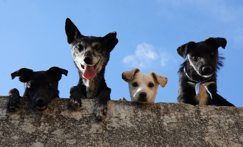 Как организовать бизнес на разведении собак