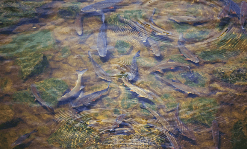 Рыбы в пруду
