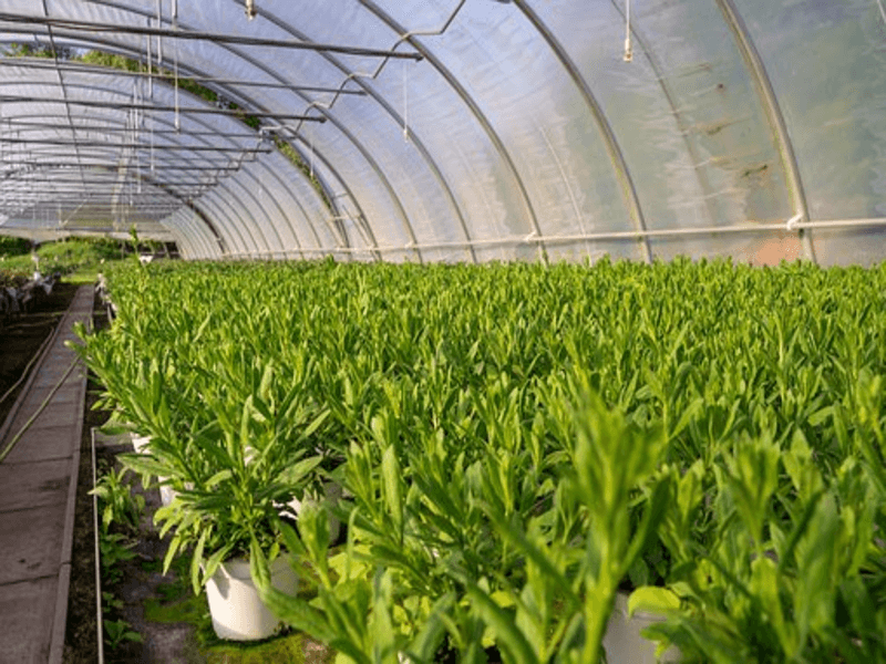 Выращивание томатов в теплице как бизнес