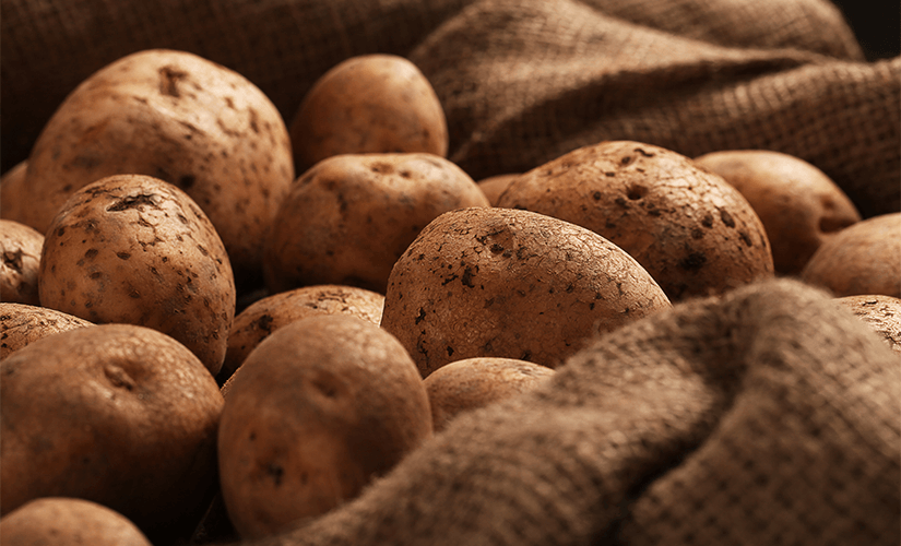 Как заработать на выращивании картофеля: особенности и организация бизнеса