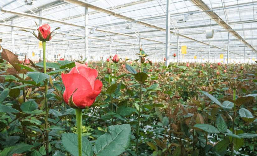 Выращивание роз в теплицах