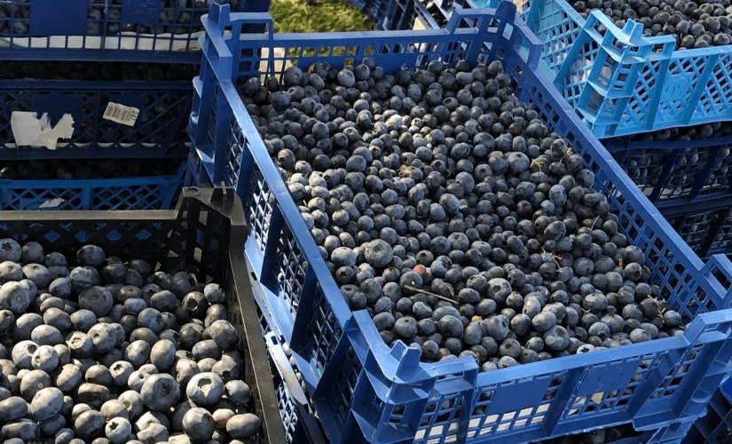 Выращивание голубики как бизнес-план: рентабельность разведения ягод вРоссии