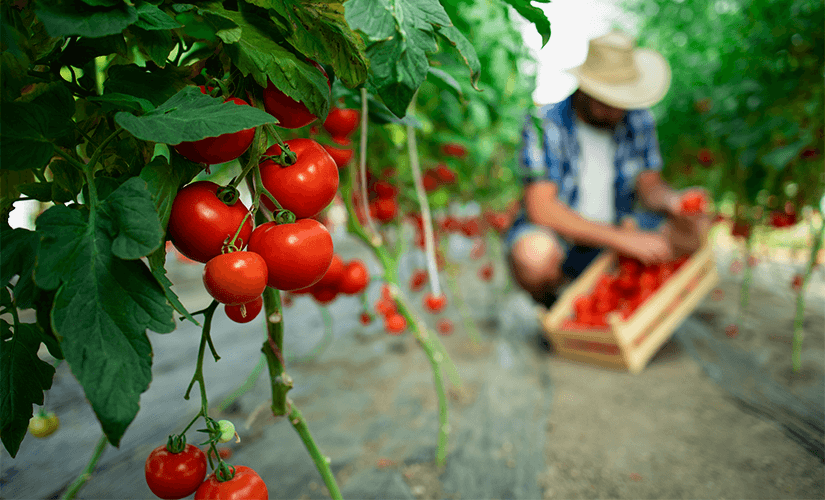 Как организовать бизнес на выращивании помидоров