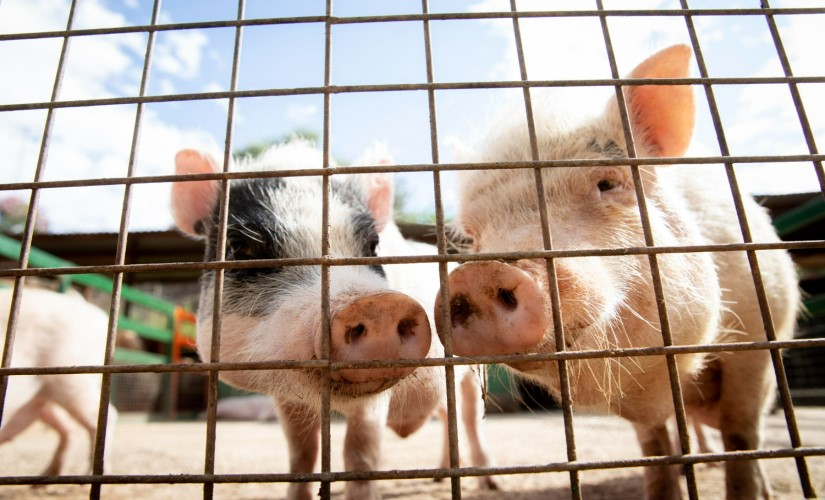 Разведение свиней как бизнес 